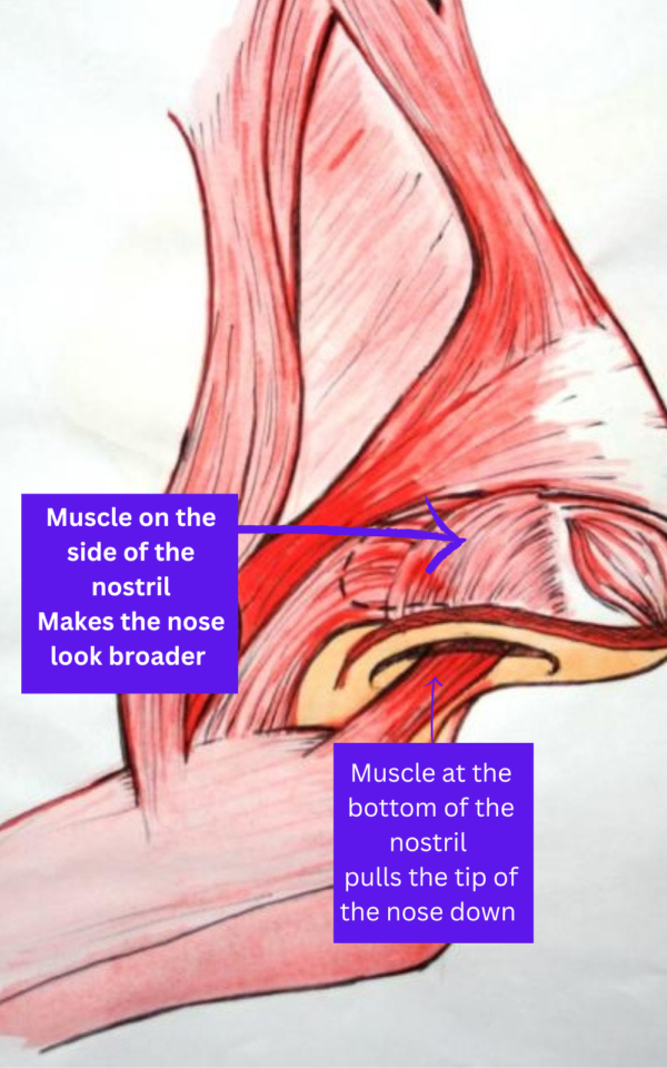 Botox For slimming the nose, important muscle groups