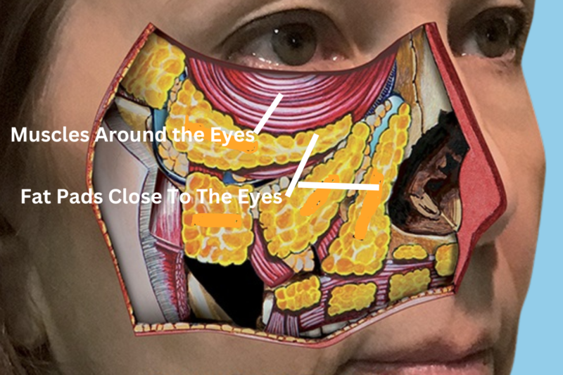 Muscles and fat pads Around the eyes