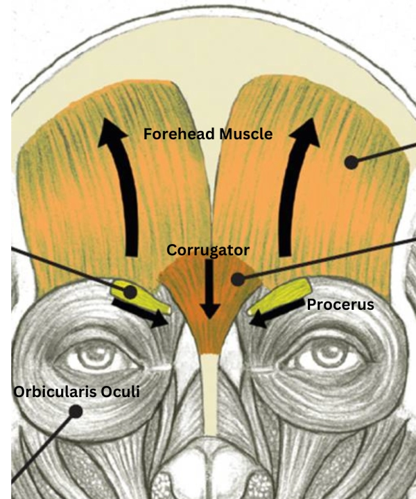 Muscle groups responsible for the eyebrow lift and drop